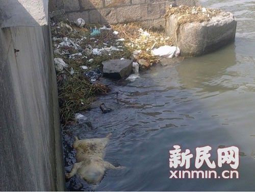 圖說(shuō)：橫潦涇水域內(nèi)也漂浮著死豬。新民網(wǎng)記者卜春艷 現(xiàn)場(chǎng)回傳