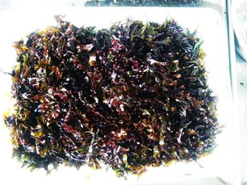 初春本地小海鮮量少味鮮 漁民教你做瞎?jié)h螺面條魚(yú)