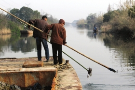3月16日，新豐鎮(zhèn)竹林村河道內(nèi)，漁民把勾到的死豬挑入船艙內(nèi)。