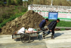 3月15日，新豐鎮(zhèn)竹林村，工作人員用推車將死豬運往病死豬無害化處理池進(jìn)行處理。