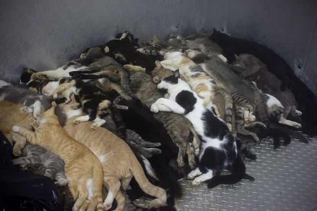 垃圾袋里的流浪動物：無人領養(yǎng)遭安樂死