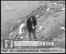 開福區(qū)相關(guān)部門負(fù)責(zé)人在三汊磯大橋湘江邊調(diào)查漂來的死豬。