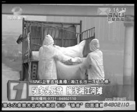 相關(guān)部門組織附近居民清理死豬。據(jù)現(xiàn)場工作人員稱，這樣的貨車清了好幾車。