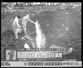 工作人員將死豬在附近深埋處理，拋撒大量消毒粉。視頻截圖