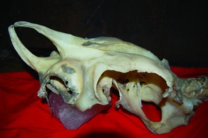 “龍骨”的秘密還沒(méi)揭開(kāi) “龍骨”的秘密還沒(méi)揭開(kāi)