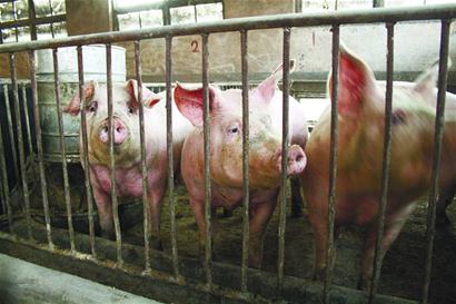 豬肉暴跌養(yǎng)殖戶“肉疼”“三年怪圈”何時破解？