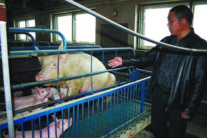 豬肉暴跌養(yǎng)殖戶“肉疼”“三年怪圈”何時破解？