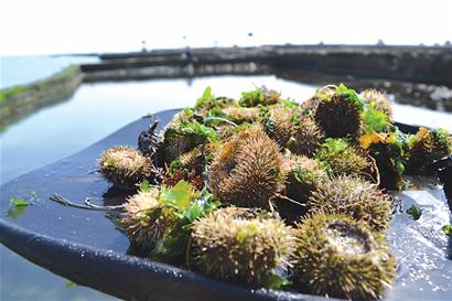 鮑魚養(yǎng)殖池內(nèi)海膽成災