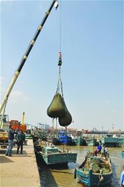 膠州東營碼頭蛤蜊大量收獲搶紅島“頭彩”，全市蛤蜊每天約消費50噸