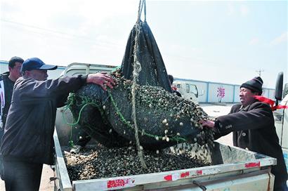 岸邊“爭搶”頭茬蛤蜊