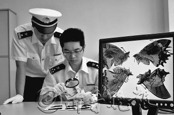 經(jīng)檢測,這是蝴蝶標(biāo)本不是照片。