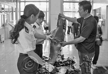 在一旅客行李中查獲的70余張鱷魚皮。