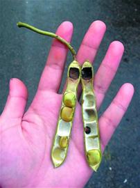 模樣像地瓜吃著像脆梨 南方地瓜葉種有毒 模樣像地瓜吃著像脆梨 南方地瓜葉種有毒