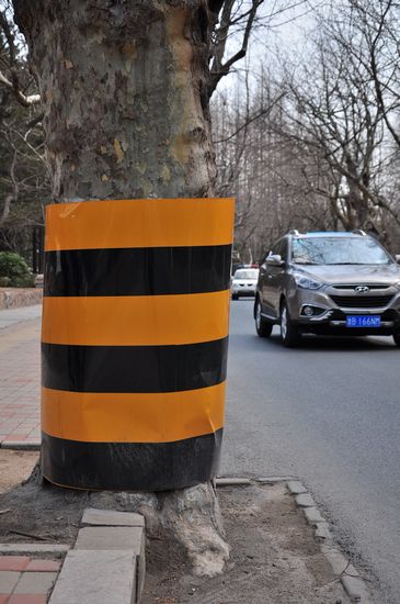 古樹長在馬路中間 探訪青島最危險的路 古樹長在馬路中間 探訪青島最危險的路