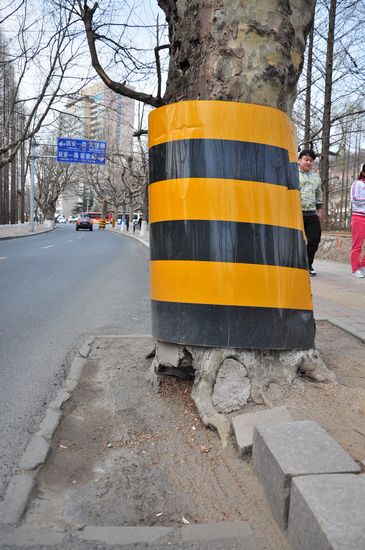 古樹長在馬路中間 探訪青島最危險的路 古樹長在馬路中間 探訪青島最危險的路