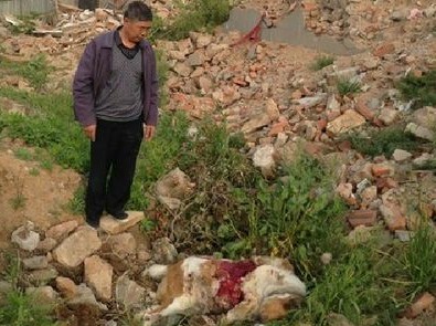 青島兩民居深夜被拆狗被殺 負(fù)責(zé)人稱(chēng)操作失誤