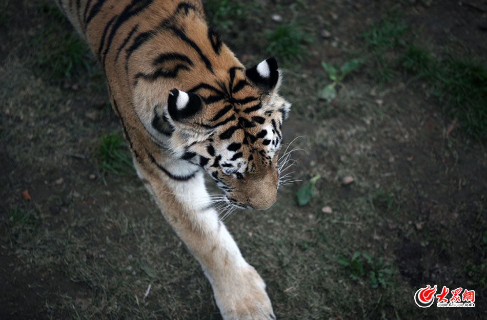 西霞口神雕山野生動物自然保護(hù)區(qū)位于威海的榮成市成山鎮(zhèn)西霞口村東北處，臨海兀立，山勢陡峭?？偼顿Y已超過1億元，全區(qū)占地3800畝，是全國最大的、風(fēng)格最獨(dú)特的海岸野生動物自然保護(hù)區(qū)。