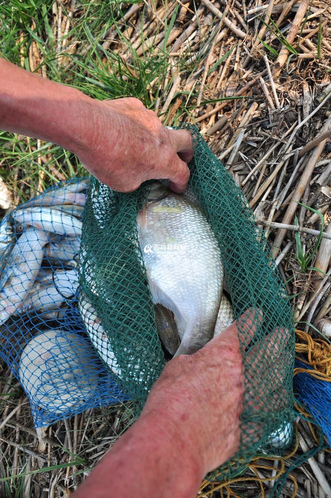盛夏大沽河水草豐美 大閘蟹一小時(shí)抓十斤