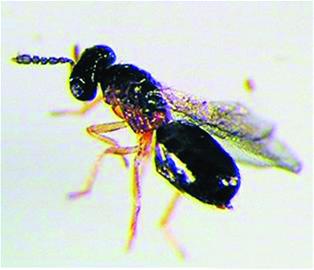 青島對(duì)付美國白蛾用'生化武器' 11億嚙小蜂上崗