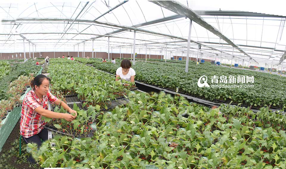 省農(nóng)村信用聯(lián)社：服務三農(nóng) 打造普惠金融(圖)